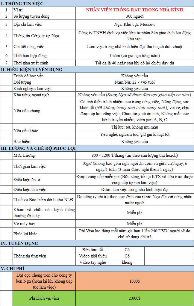 Nhân viên trồng rau trong nhà kính tại Moscow, Nga